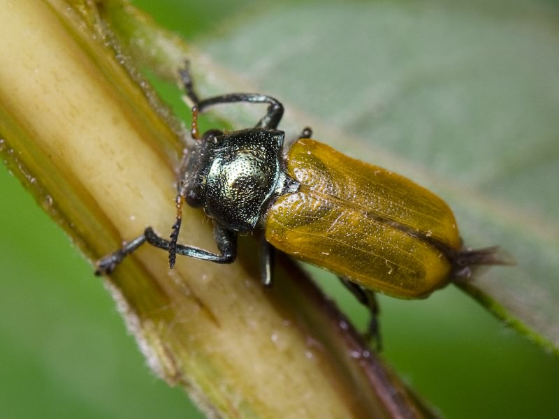 Labidostomis cyanicornis (Germar, 1822)